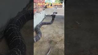 Real Fight🐍Spectacle Big Snake watch fullcobra emotional snakeviralvideo trending viralshort [upl. by Janette332]