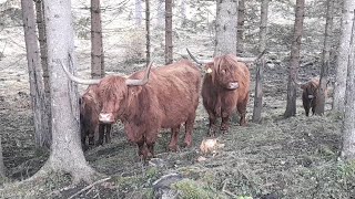 Il lupo colpisce in Val di Gares [upl. by Magree]