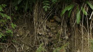 Erithacus rubecula Rotkehlchen European robin nest [upl. by Eelyrehc]