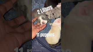 SoufSideExoticKennel 2 litters 11 Puppies dogs puppy frenchie bulldog pets doglover love [upl. by Notlrac]