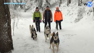 Telewizja Wałbrzych  Dogtrekking z podopiecznymi schroniska [upl. by Blake373]