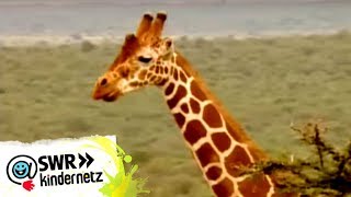 Giraffen bei OLIs Wilde Welt  SWR Kindernetz [upl. by Leunamnauj]