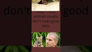 The rusty spotted cat facts animals cute cat [upl. by Araet]