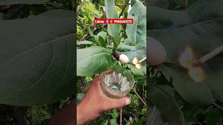 White Bhilawa Price Seeds Shorts 9960660275 shorts [upl. by Anor]