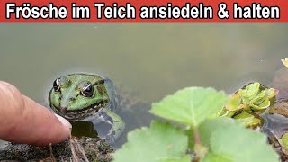 Frösche im Teich halten  Frösche im Gartenteich ansiedeln – Tipps für Frösche zuhause im Garten [upl. by Llecrad]