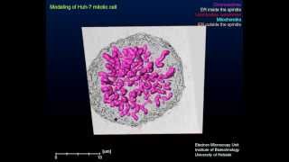 Modeling of a mitotic cell [upl. by Reerg]