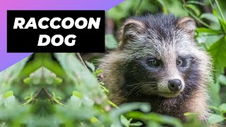 Raccoon Dog 🐶 Is It A Dog Or A Raccoon [upl. by Aihpos952]