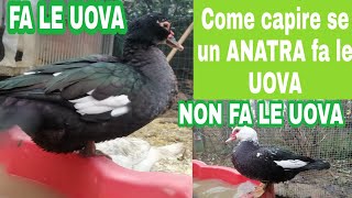 COME CAPIRE se un ANATRA fa le UOVA [upl. by Toms]