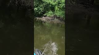 FirstTime Bass Fishing Adventure at Middletown Connecticut River 🎣shorts fishing [upl. by Babs]