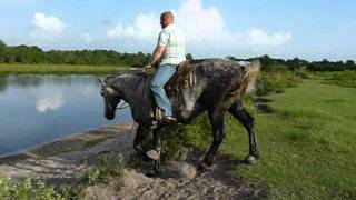 Victor  Percheron Gelding [upl. by Nosak]