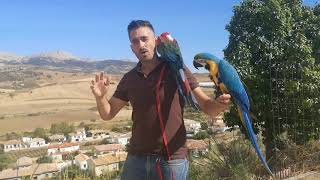 VOLANDO LIBRE😳LORO guacamayo JORDAN MALAGA [upl. by Nitsreik]