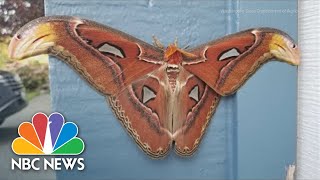 Worlds Largest Moth Species Found In Washington State [upl. by Ashford]