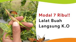 Modal Irit Kendalikan Lalat Buah Sulit Cukup 7 Ribu Lalat Buah KO [upl. by Cassondra505]