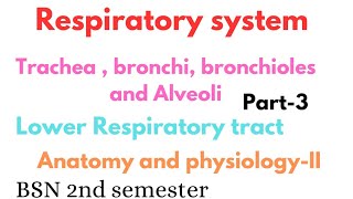 Trachea bronchi bronchioles and alveoli  lower respiratory tract  respiratory system [upl. by Eirojram402]