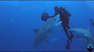 Tiger Shark Dive [upl. by Rosalee]