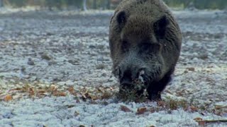 Chasse au sanglier dans les vosges tir dun Keiler [upl. by Acirre]