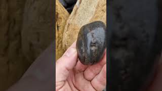 Dactylioceras ammonite fossil find at ravenscar Yorkshire fossilhunting [upl. by Celik418]