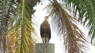 Crested Caracaras of Palm Beach Florida [upl. by Graner989]