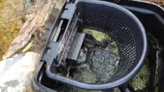 How a Aquascape pond skimmer filter works [upl. by Nuahsad]