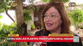 Plantas para purificar el ambiente en tiempos de humo [upl. by Earesed969]