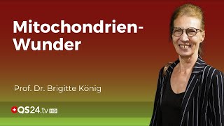 Die Geheimnisse der Mitochondrien Die wegweisende Forschung von Professor Dr Brigitte König  QS24 [upl. by Landbert]