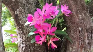 ORQUÍDEAS Em árvores CATTLEYA PURPURATA LAELIA COERULEA LAELIA PURPURATA CATASETUM CATASETOS [upl. by Armilla]