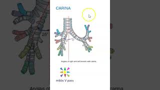 Anatomy Thorax 275 Postural Drainage Importance of Carina lung viva [upl. by Aihselef]