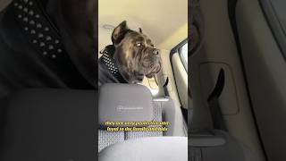 5 Top reasons to get a Cane Corso dog canecorso bigdog life family strong shorts [upl. by Beedon]