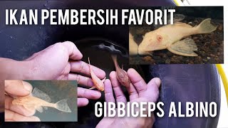 MENGENAL GIBBICEPS ALBINO IKAN PEMBERSIH AQUARIUM YG CANTIK [upl. by Annoed]