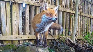 The Sound of a Fox Barking  Discover Wildlife  Robert E Fuller [upl. by Kelci]