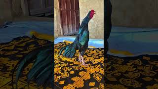 youtubeshorts new Black Muske Ka Shoq Kre viralvideo [upl. by Eelessej38]