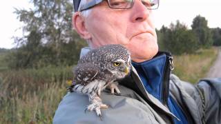 PygmyOwl Glaucidium passerinum [upl. by Dimitri]