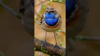 Chant Gorgebleue à Miroir  Bluethroat sing bird calling shorts 4k [upl. by Arnuad]