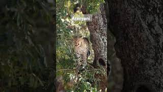 The beautiful Aranyani female of the Malelane area in KNP wildlife leopard nature animals [upl. by Wasson645]