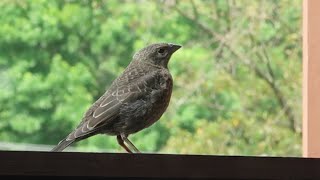 Cuckoo bird fledgling [upl. by Xer]