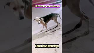 Effected by some disease street dog dog street animal streetdogfood dog disease [upl. by Deste]