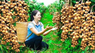 Harvesting Logan amp Goes To Market Sell  Gardening And Cooking  Lý Tiểu Vân [upl. by Dawkins]