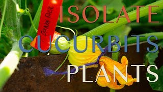 How To Save Seed From Cucurbits [upl. by Calan]