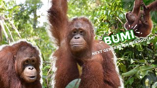 BUMI  NEXT GENERATION ORANGUTAN [upl. by Olinad]