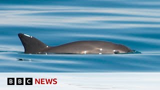 Extinction alert issued over endangered vaquita porpoise  BBC News [upl. by Gottuard254]