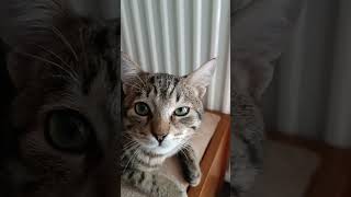 My cat is cute remix music musica funk dj [upl. by Brena]