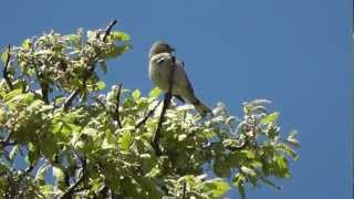 Lesvos Birds spring 2012 The West [upl. by Elitnahc]