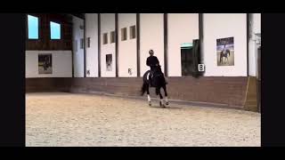 Black Stage  Dutch Dressage Horse from Holland for Sale [upl. by Adnuahsar]