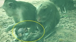 Those Two Crazy Monkeys Hit A Badly Baby Newborn Monkey Crying [upl. by Bohlin617]