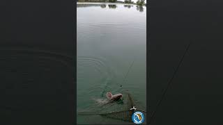 PICCOLO PREISTORICO e ARRABBIATO fishing sturgeon carpfishing [upl. by Dumm]