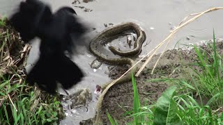 アオダイショウ Vs カラス 君はどちらに味方する？ Snake Attack [upl. by Naitsirt]