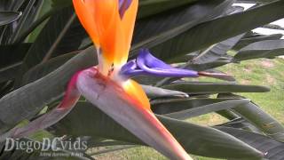 Strelitzia reginae  Crane Flower Strelitziaceae avedoparaíso estrelícia [upl. by Agan]