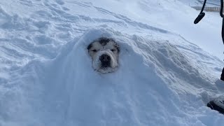 WE BURIED PHIL  SNOW DOG SNOWED UNDER [upl. by Matthew848]