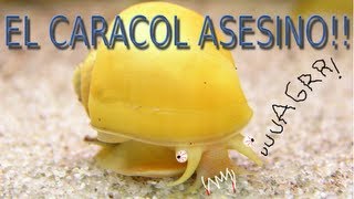 CARACOL MANZANA ASESINO ACUARIOS TROPICALES  ALEVINES DÍA 88  DIARIO DE UN ACUARIO [upl. by Sebastien]