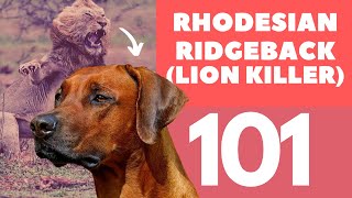 Rhodesian Ridgeback 101  Breed amp Personality [upl. by Skipp]